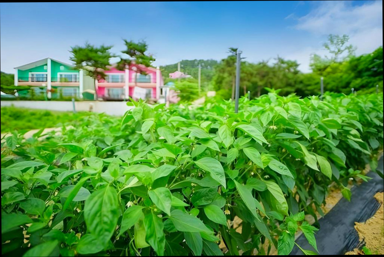 (이미지설명: 변산반도 소리섬 펜션 - 예약 꿀팁 안내사진)