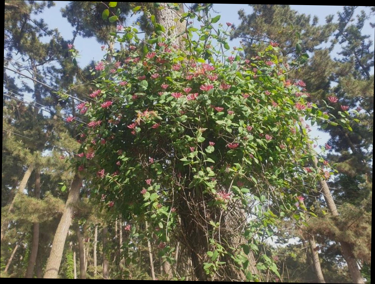 (이미지설명: 태안 솔향기그린펜션 - 갤러리 안내사진)